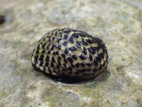 Nerita tessellata