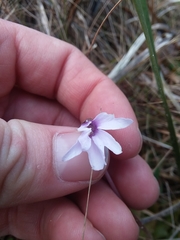 Pinguicula planifolia