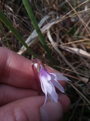 Pinguicula planifolia