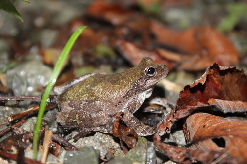 Bird-voiced Treefrog photographed in Tennessee