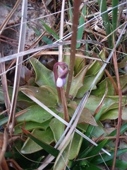 Pinguicula planifolia