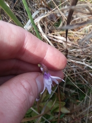 Pinguicula planifolia