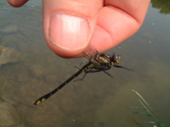 Phanogomphus quadricolor