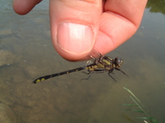 Phanogomphus quadricolor
