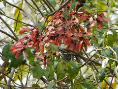 Heteropterys palmeri