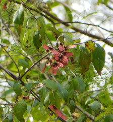 Heteropterys palmeri