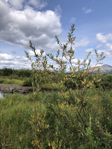 drummond's willow