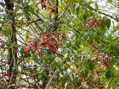 Heteropterys palmeri