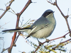 Masked Gnatcatcher photo 3