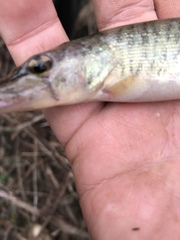 Esox americanus