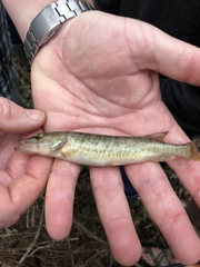 Esox americanus