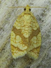 Adoxophyes negundana