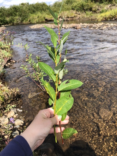 False Mountain Willow