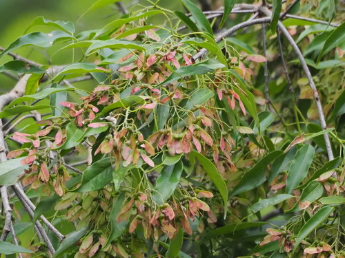 Image of Acer albopurpurascens by no rights reserved