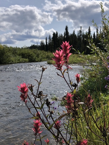 Rhexia-leaved paintbrush