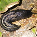 Limax - Photo (c) batworker, some rights reserved (CC BY-NC), uploaded by batworker