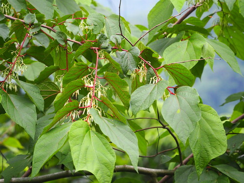 Image of Alangium chinense by no rights reserved