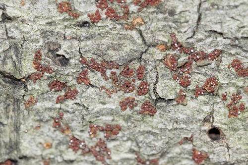 Neonectria faginata image