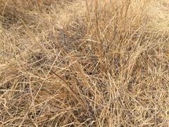 Muehlenbeckia ephedroides