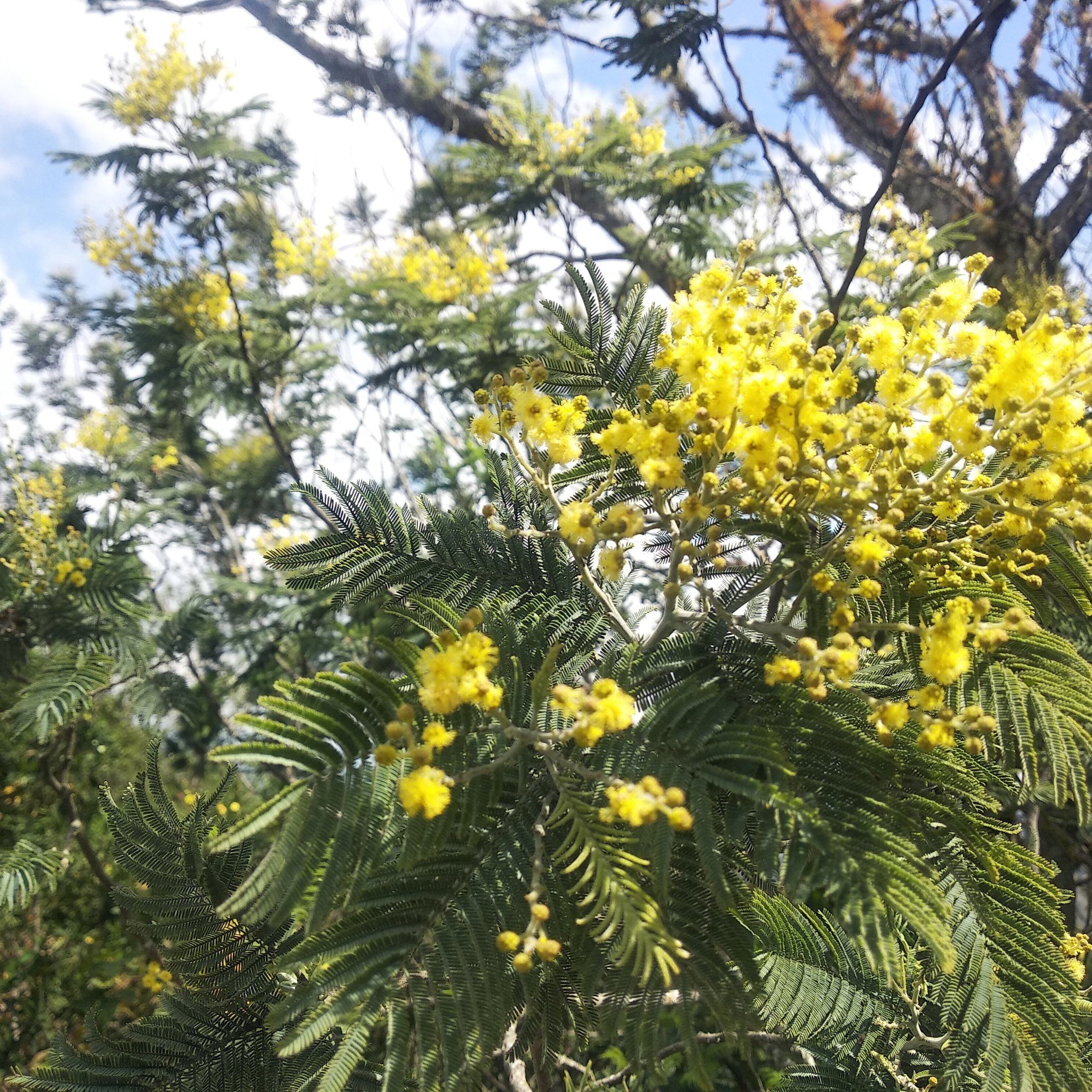 Acacia dealbata image