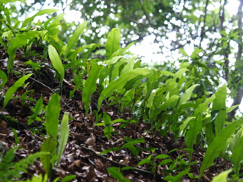 Lepisorus superficialis, photograph 3