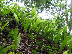 Lepisorus superficialis, photograph 葉子, CC0, iNaturalist via GBIF
