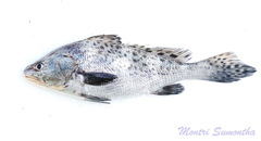 Black Jewfish photo 1