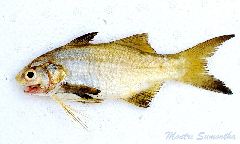 Indian Sevenfinger Threadfin