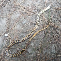 Erythrolamprus epinephalus