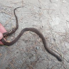 Erythrolamprus epinephalus