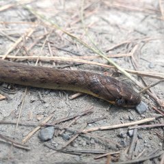 Erythrolamprus epinephalus