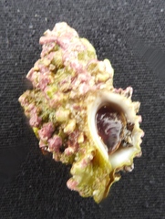 Muricopsinae
