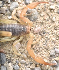 Smeringurus vachoni