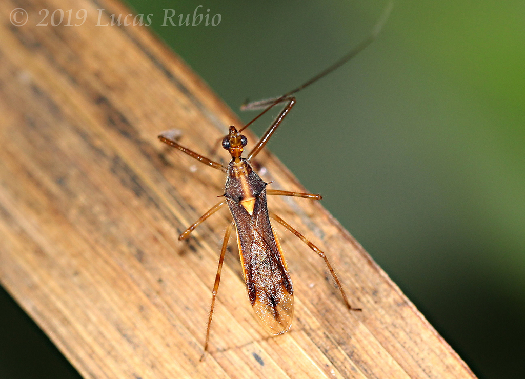 Repipta flavicans