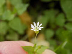 Stellaria cuspidata