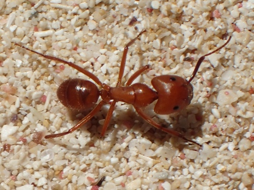 汉氏弓背蚁Camponotus hannani