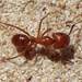 Camponotus hannani - Photo ללא זכויות יוצרים, uploaded by Zygy