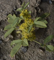 Oxystylis lutea