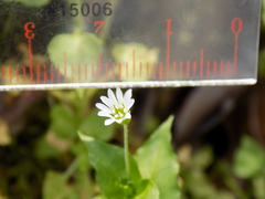 Stellaria cuspidata