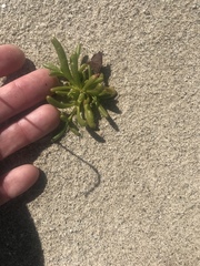 Thingia ambigua, photograph Stephanie Taylor, CC0, iNaturalist via GBIF
