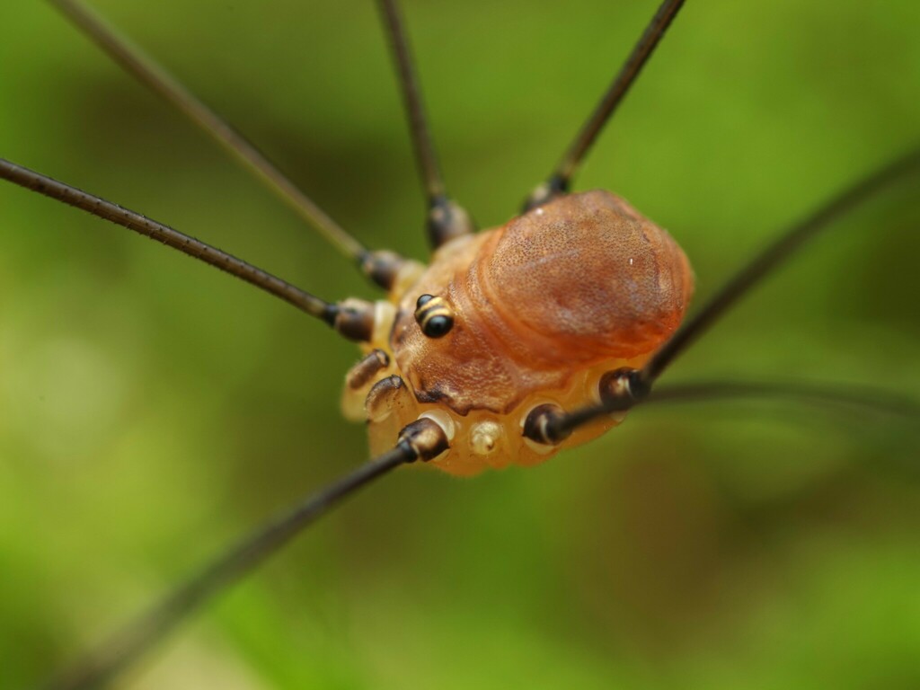 Leiobunum blackwalli