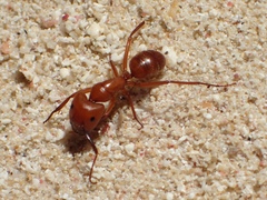 Camponotus hannani