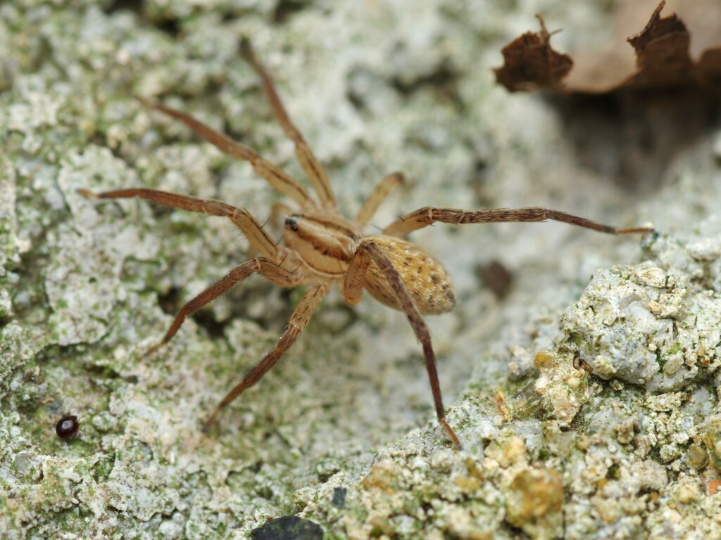 Zora spinimana