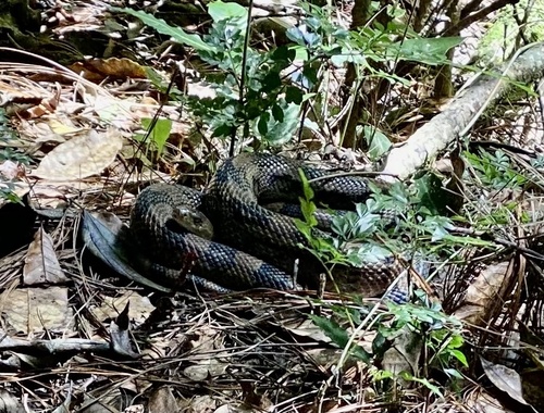 Middle American Gopher Snake