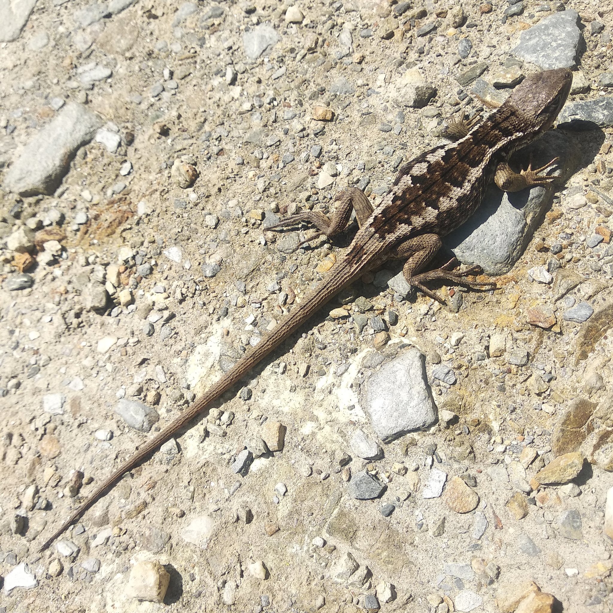 Stenocercus image
