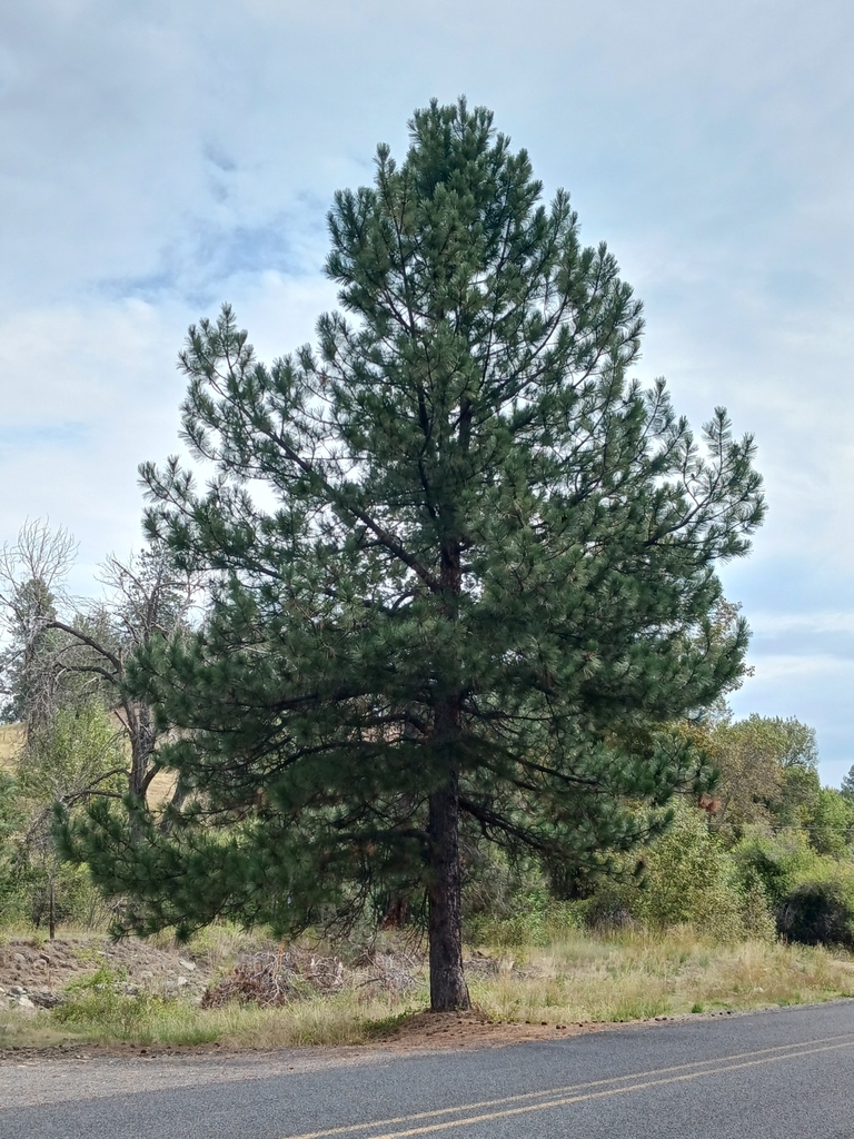 North Plateau Ponderosa Pine from Grant County, US-OR, US on September ...