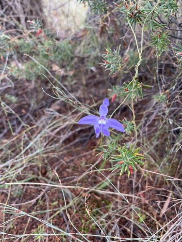 Caladenia major, photograph 5
