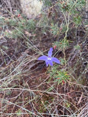 Ayesha Burdett, CC BY, iNaturalist via GBIF Caladenia major, photograph Ayesha Burdett, CC BY, iNaturalist via GBIF