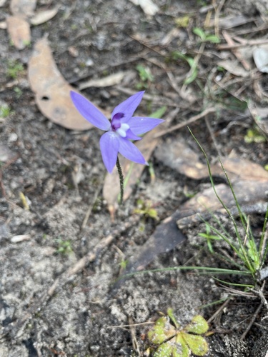 Caladenia major, photograph 6