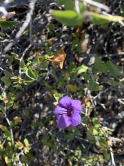Ruellia californica peninsularis